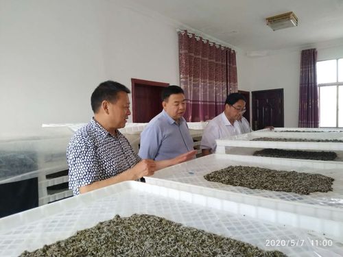 安康市科技局调研员孙伟庆赴端晌科技调研人工饲料养蚕试验